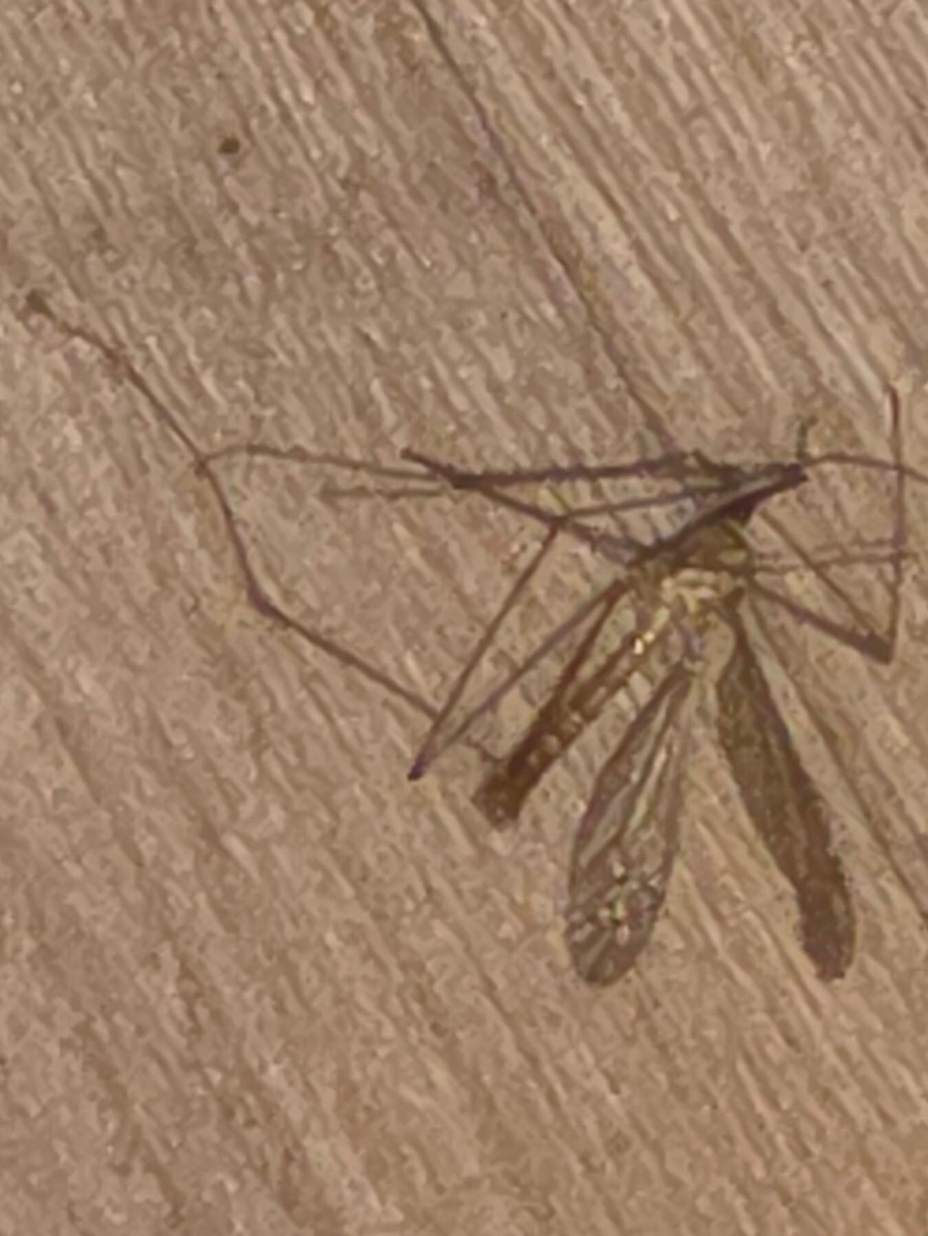Bugs