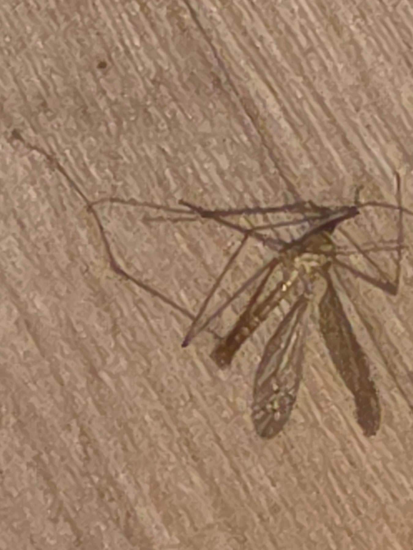 Bugs
