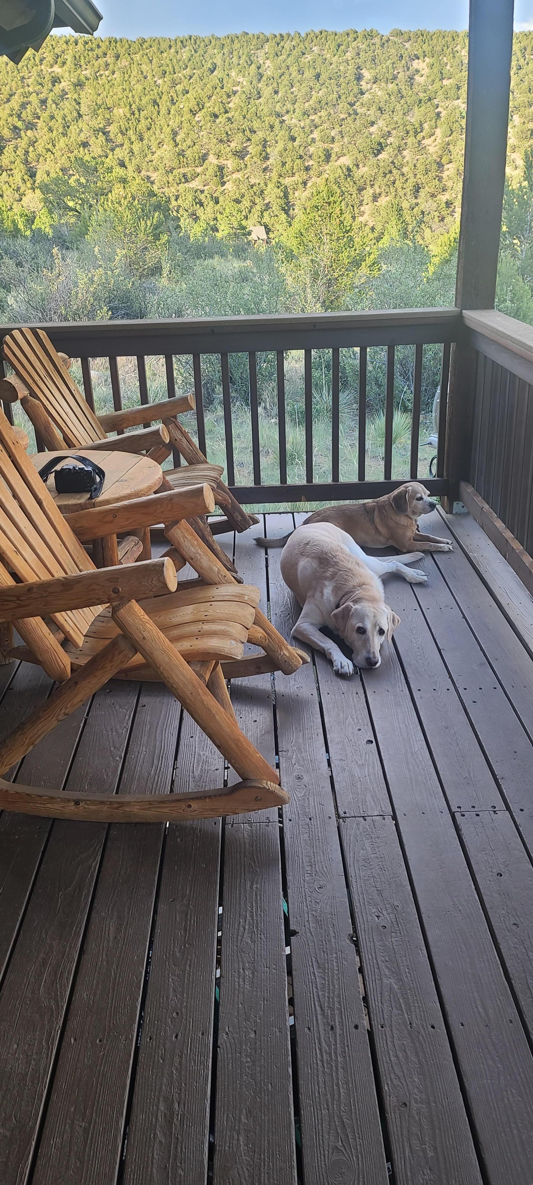 Dogs loving the front deck