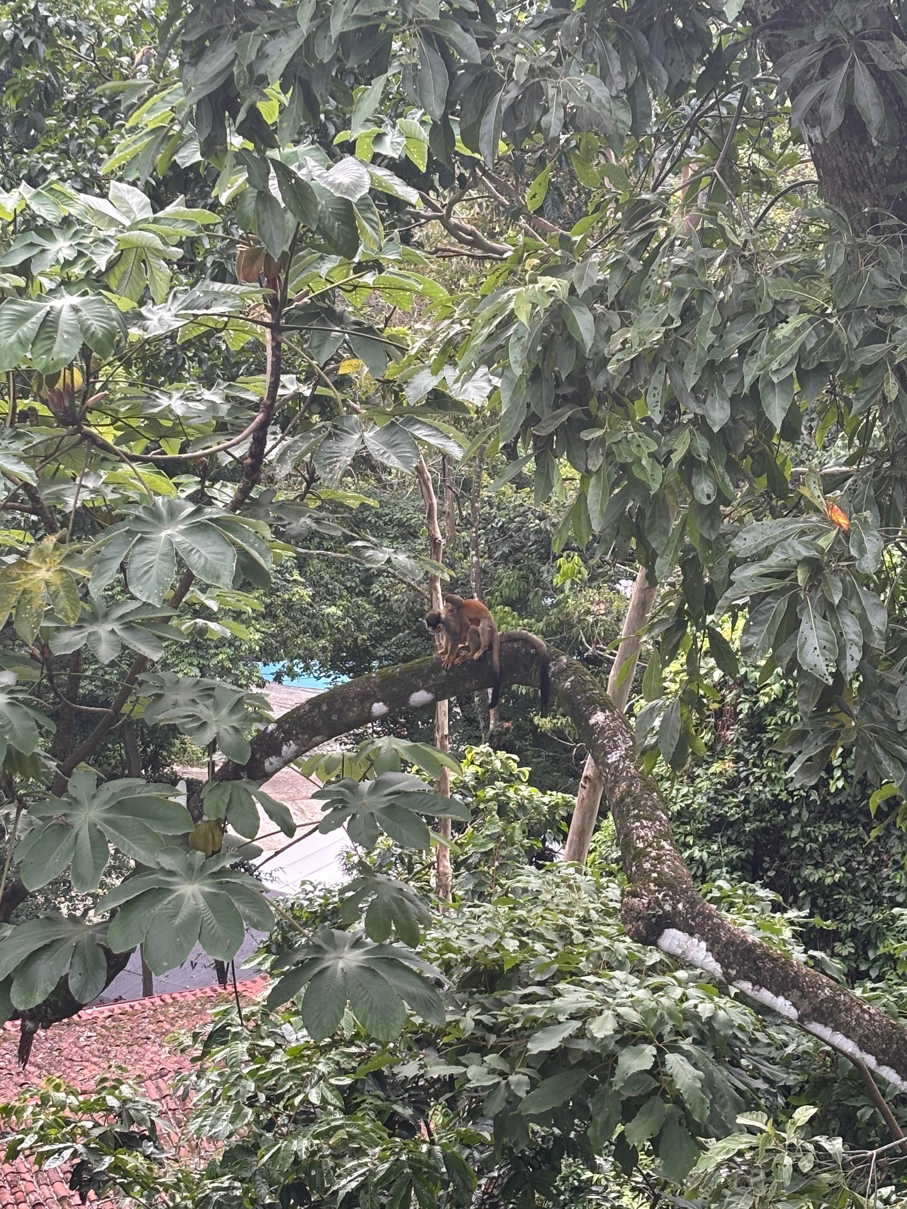 Mama and baby squirrel monkeys!!!