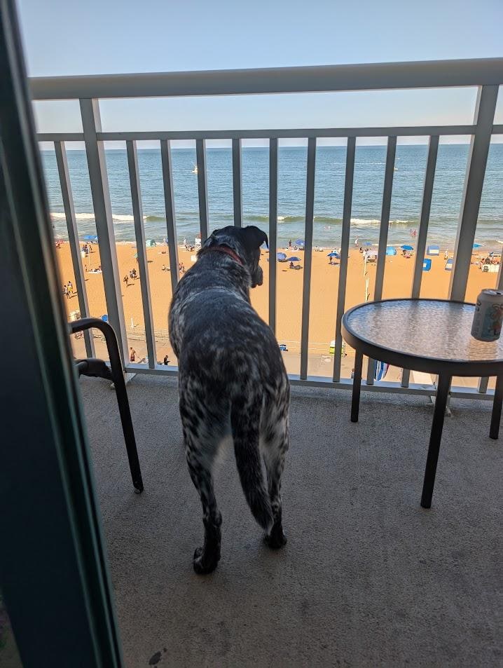 Pup people watching