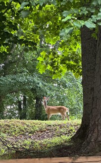 Local Wildlife