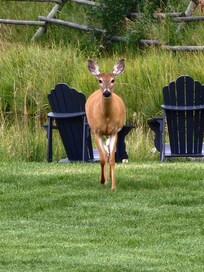 Mama deer in the yard