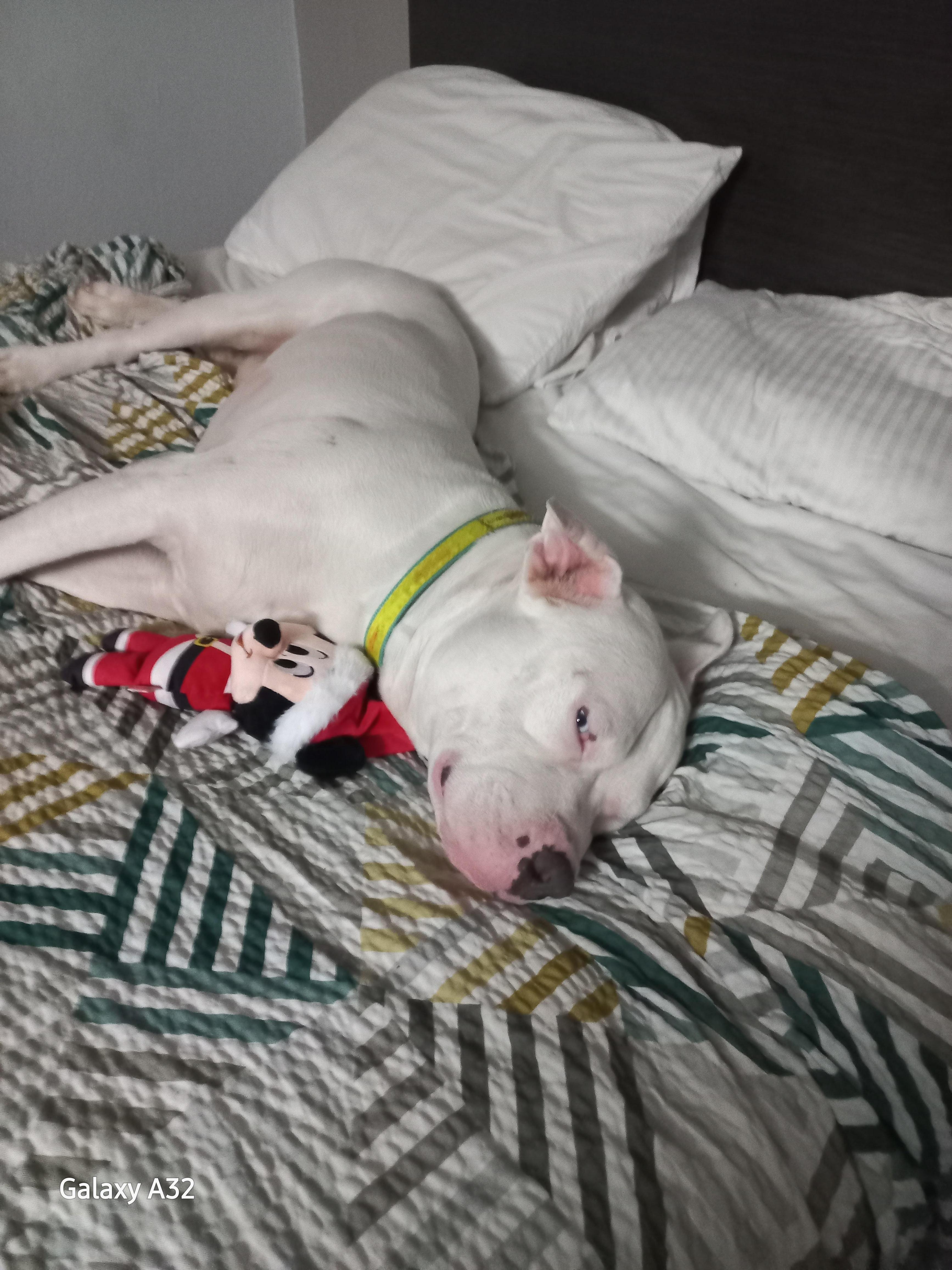 Our fur baby feels safe and comfortable here thank you for welcoming pets and allowing them to stay free.