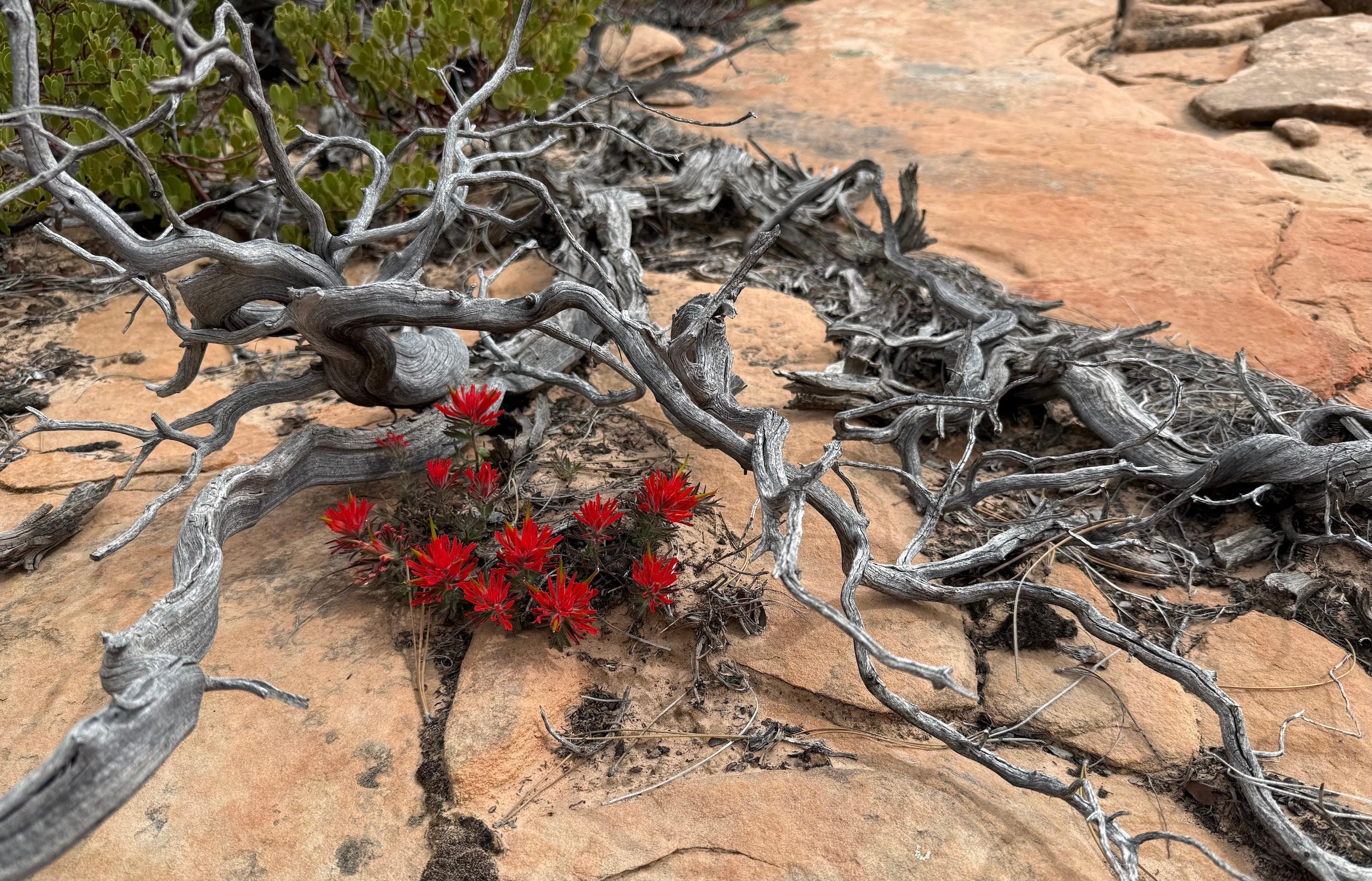 Zion National Park - Many Pools Trail