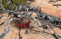 Zion National Park - Many Pools Trail