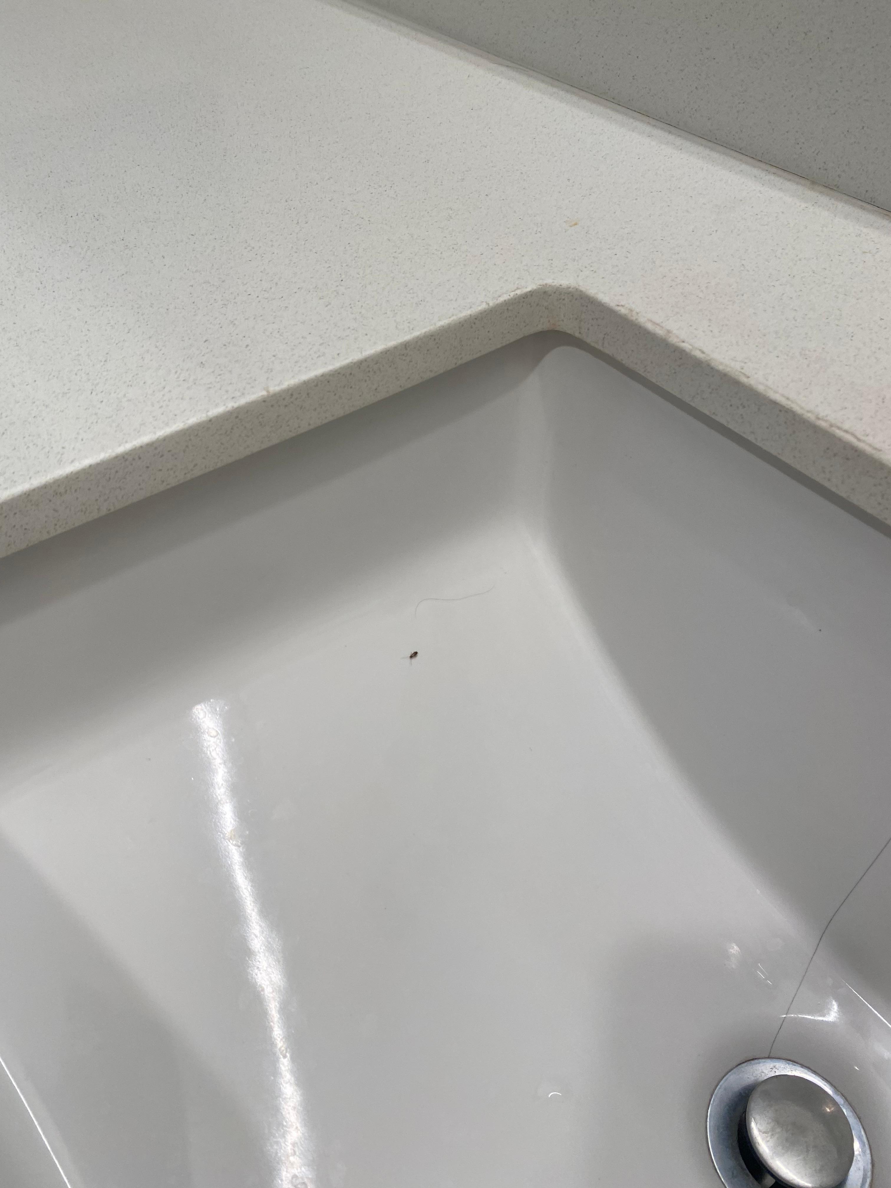 Roach in sink 