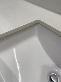 Roach in sink