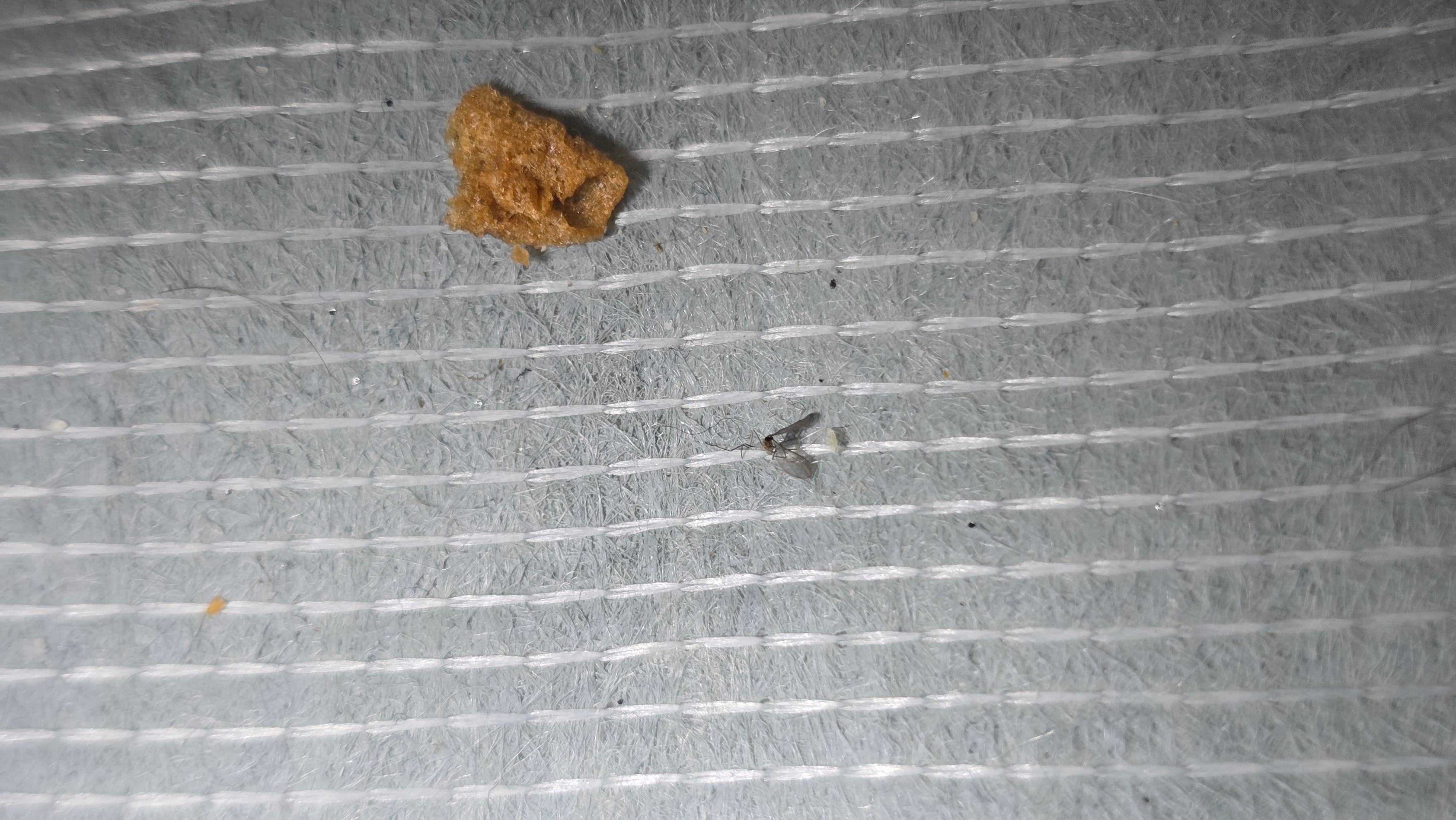 One of many yummy finds on the top of couch bed mattress. Unfortunately I can only post 8 photos.