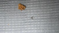 One of many yummy finds on the top of couch bed mattress. Unfortunately I can only post 8 photos.