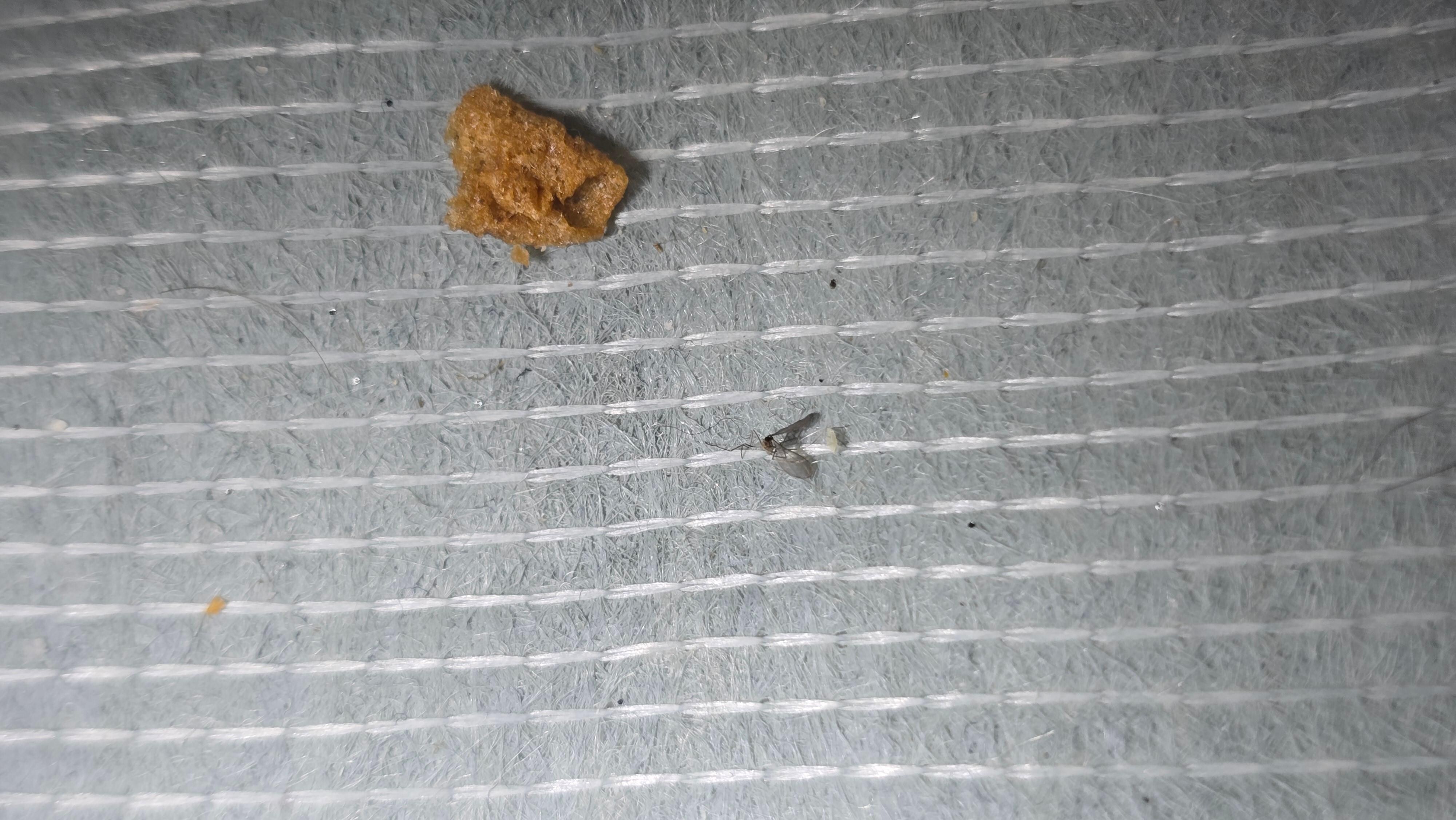 One of many yummy finds on the top of couch bed mattress. Unfortunately I can only post 8 photos. 