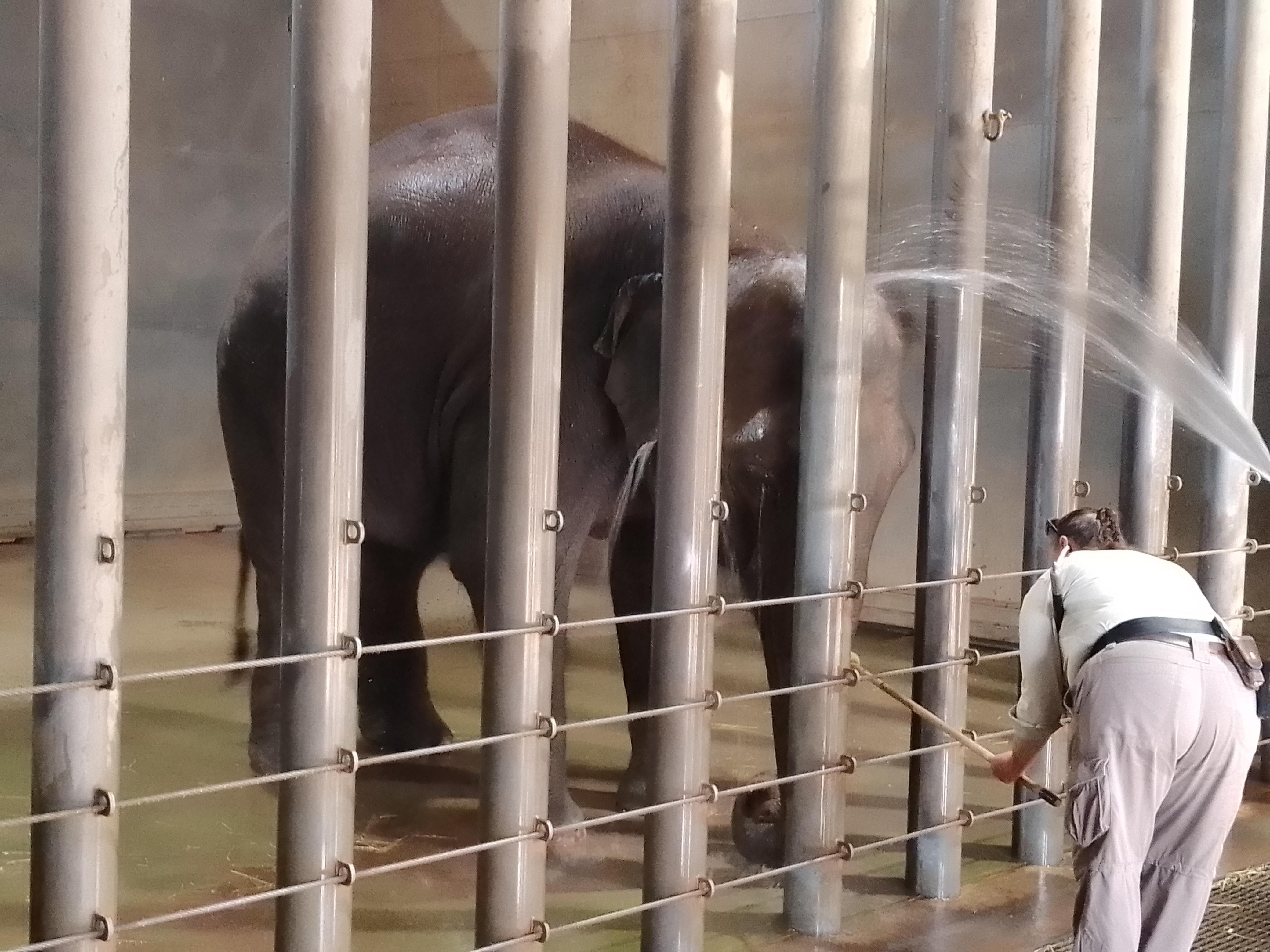 Washing the elephants