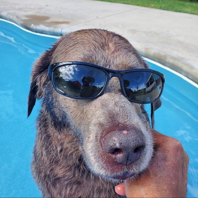 Loxley enjoying the Oasis. 