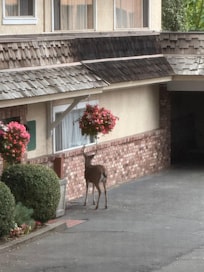 This is a very friendly deer that came to visit us in the parking lot, we were thrilled to see it!