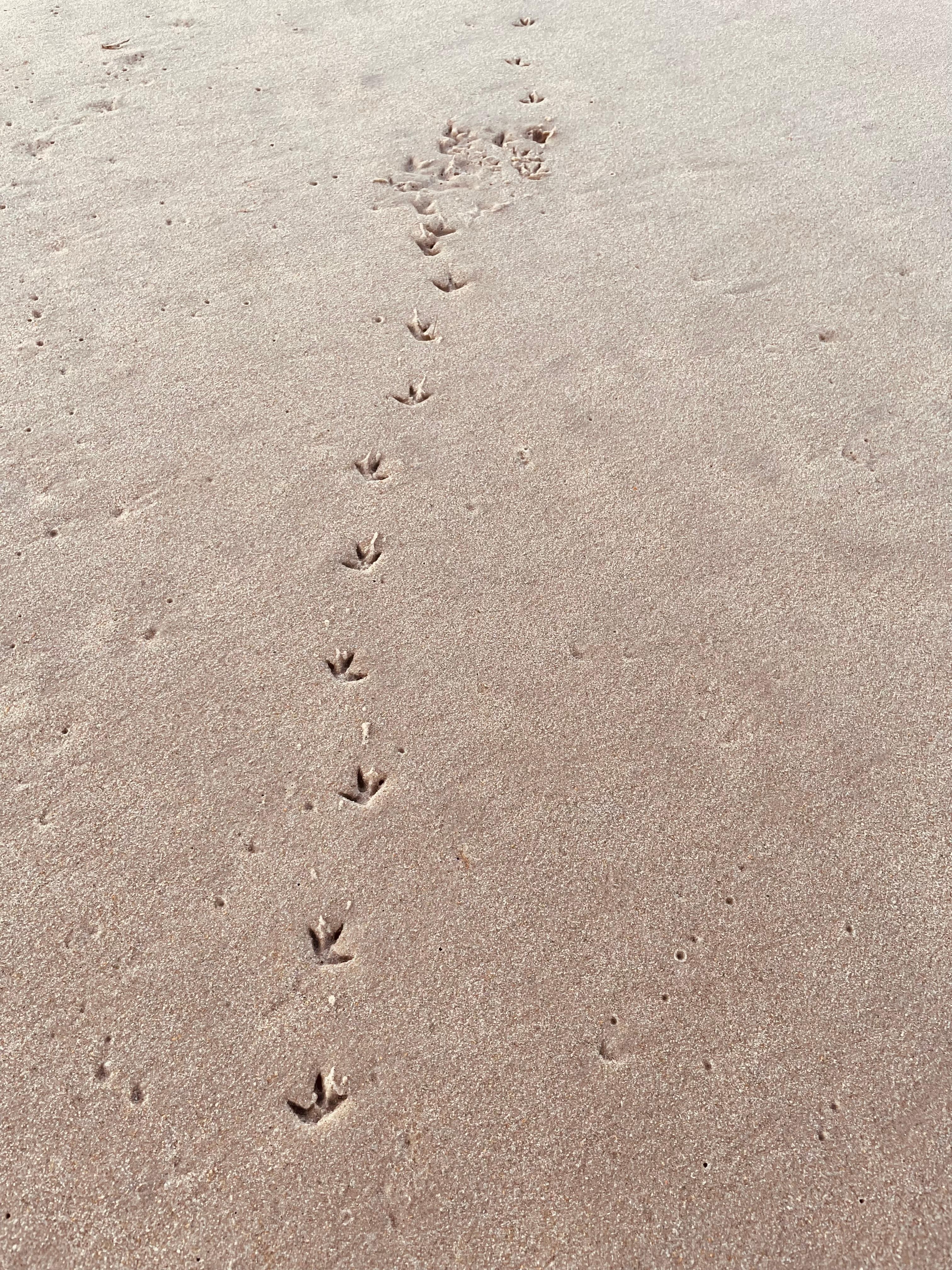 Sweet sand plover tracks. 