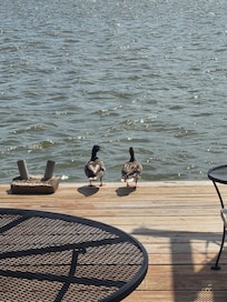 Ducks came to visit