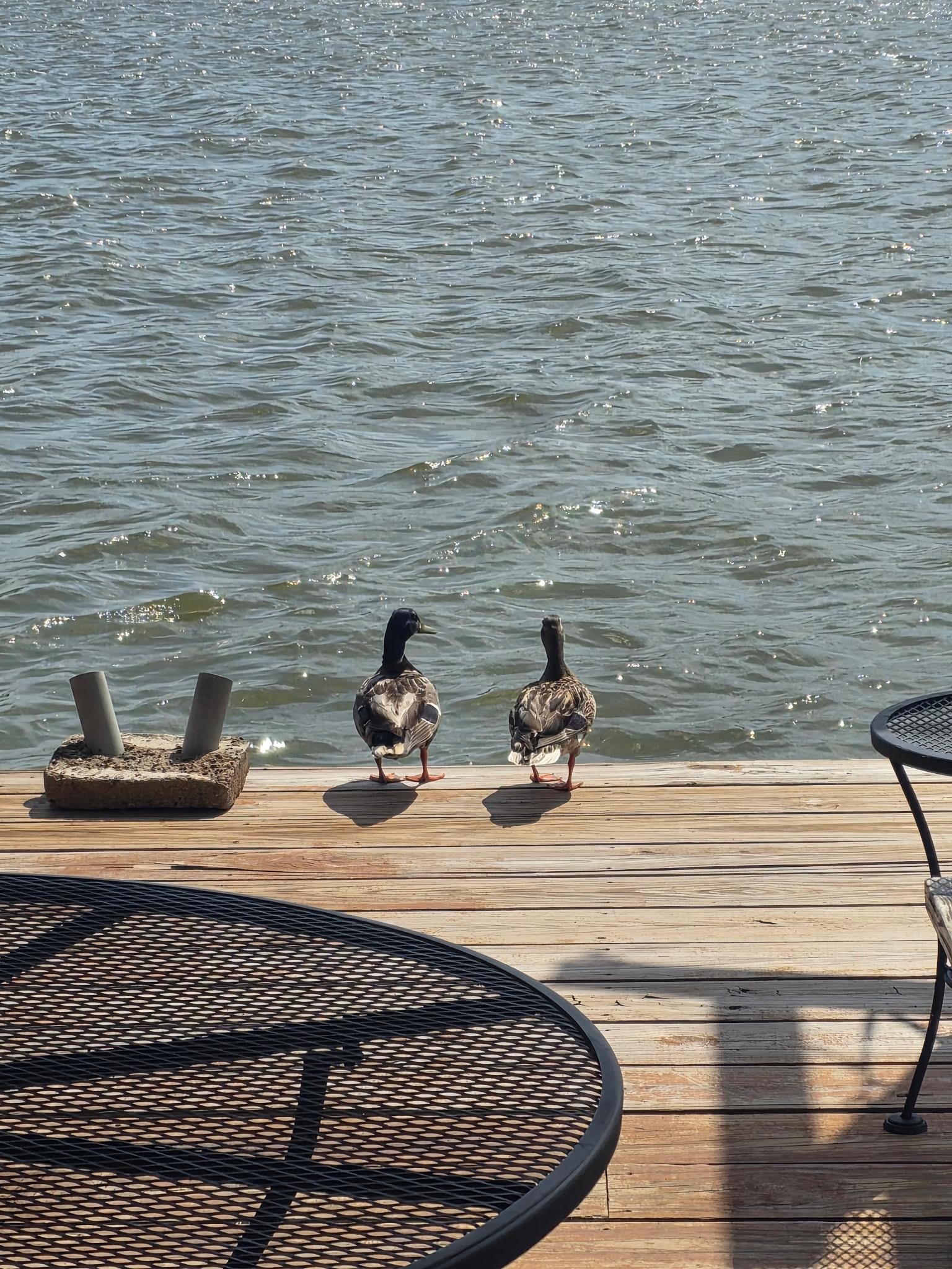 Ducks came to visit