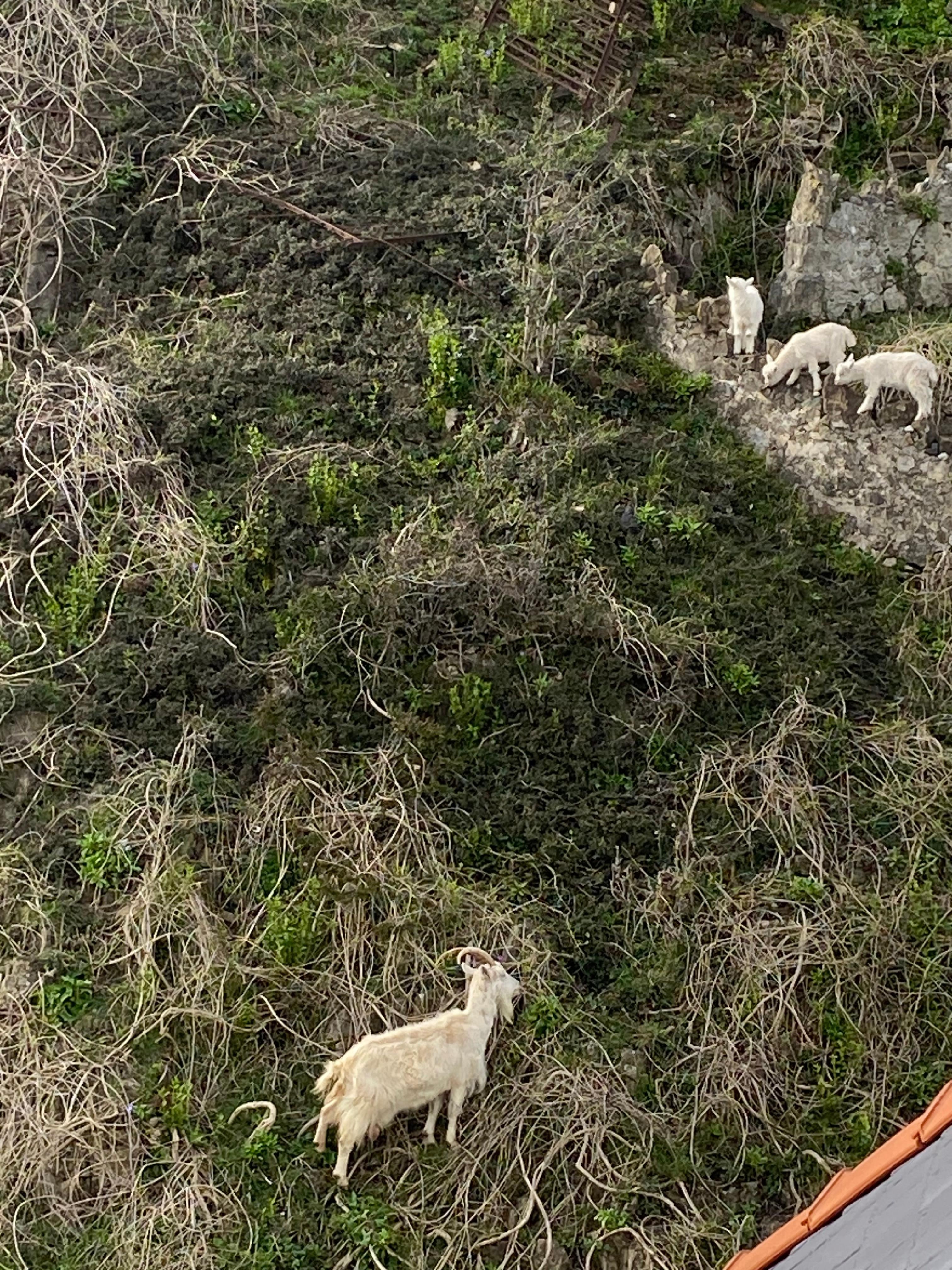 The local goats just outside our window.