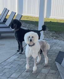 Ari and Gigi in fenced in back yard.