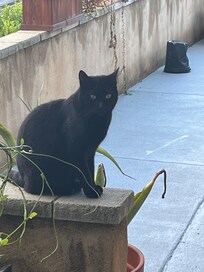 Neighbor cat was friendly and sweet