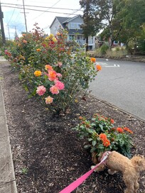 Roses on our daily walks