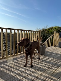 Alfie dog taking in the view