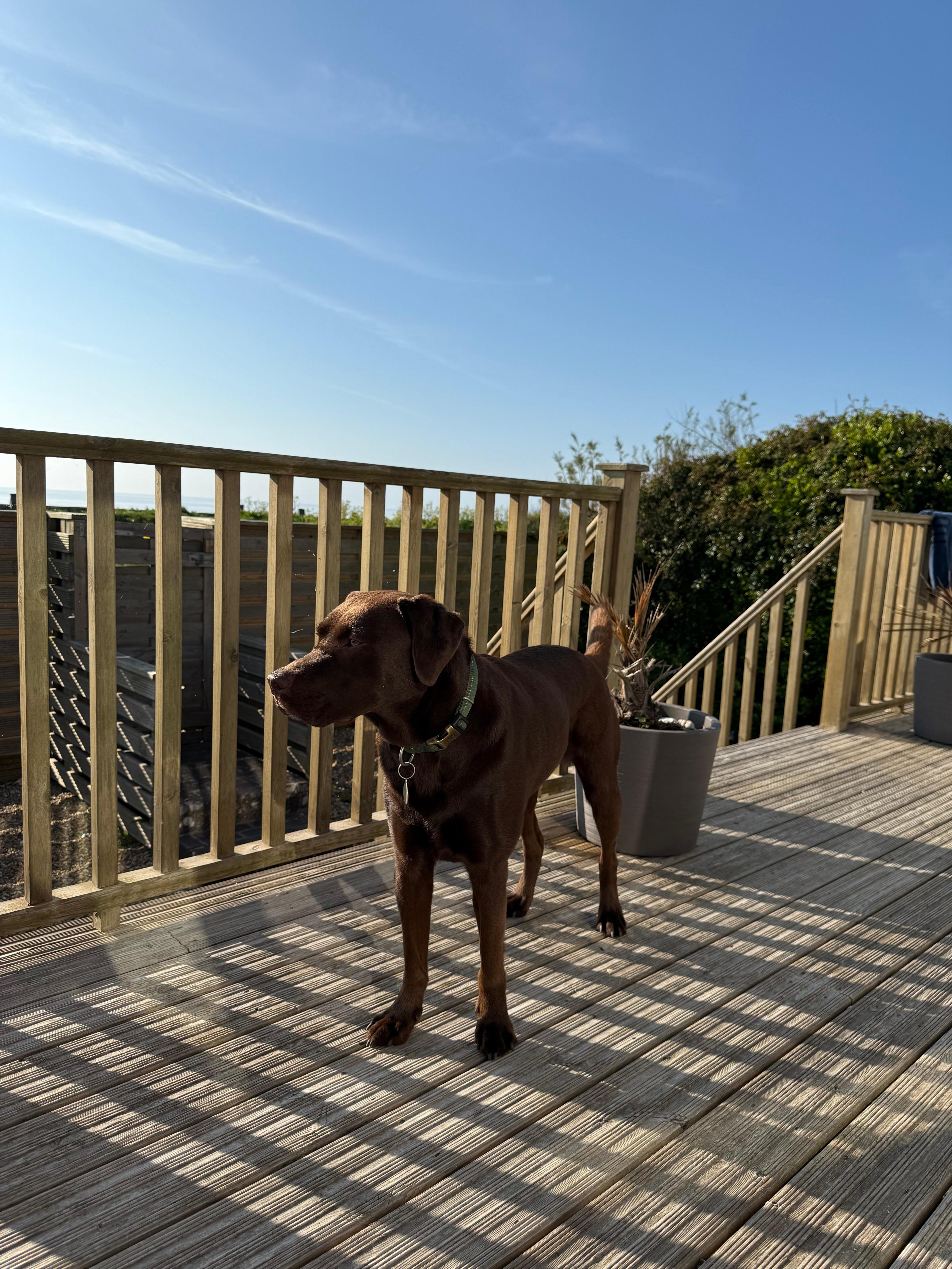 Alfie dog taking in the view