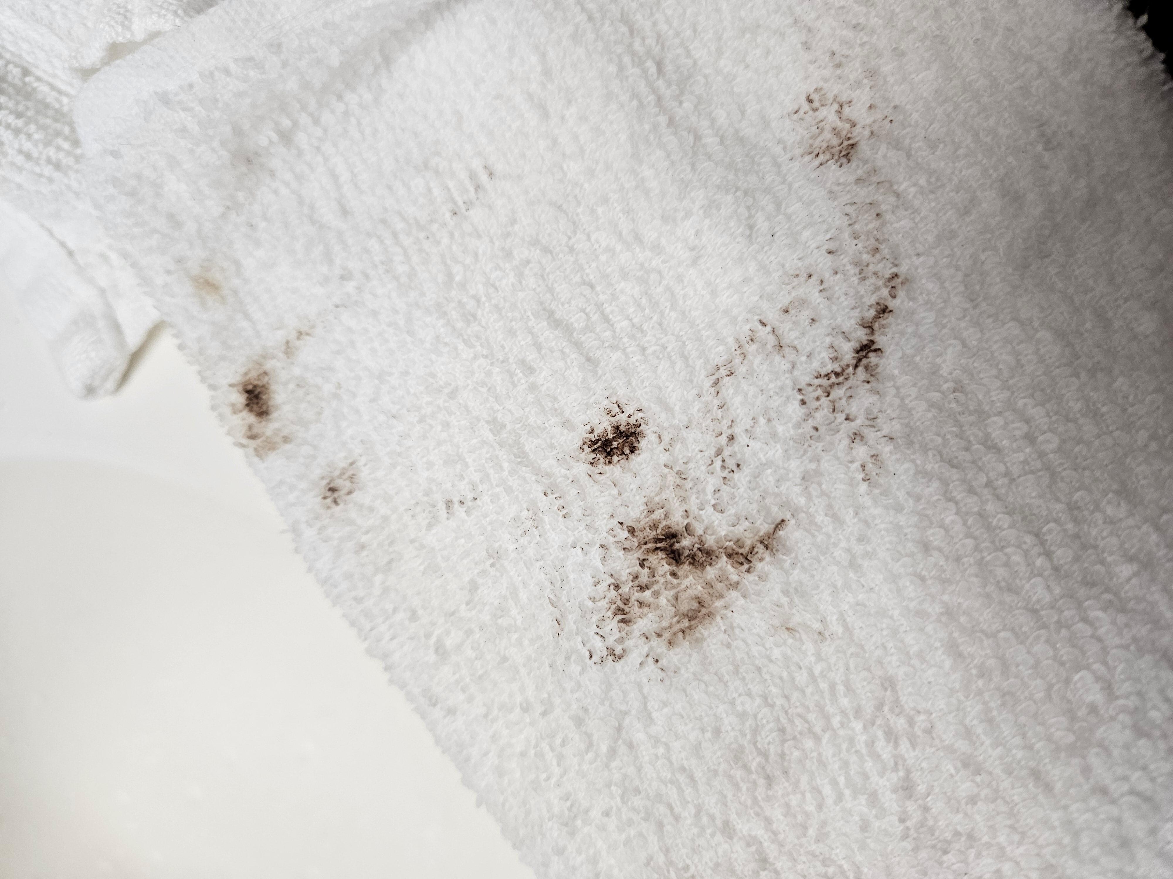 Mold from inside the coffee pot's water reservoir