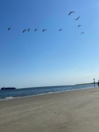 Pelicans