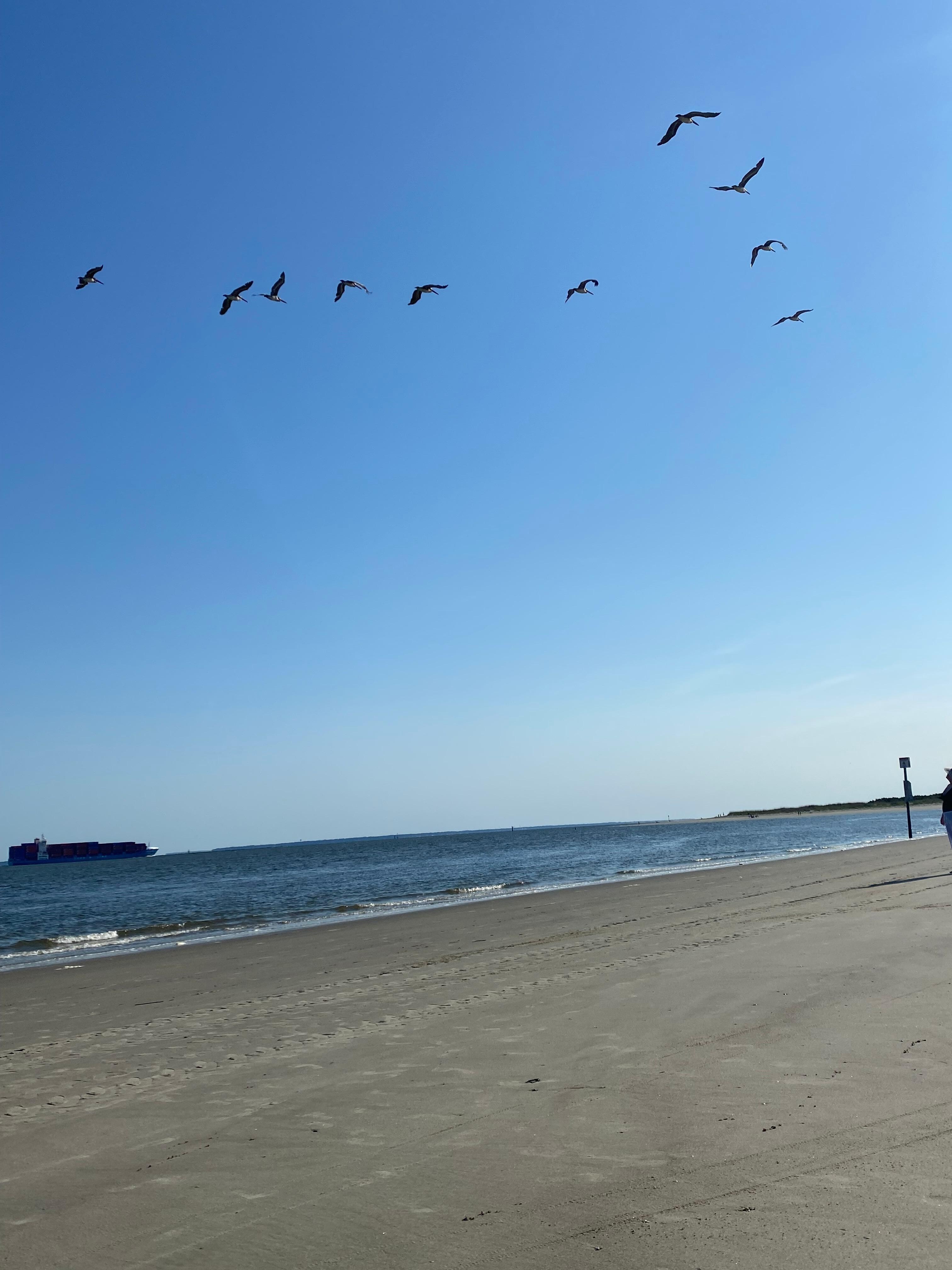Pelicans