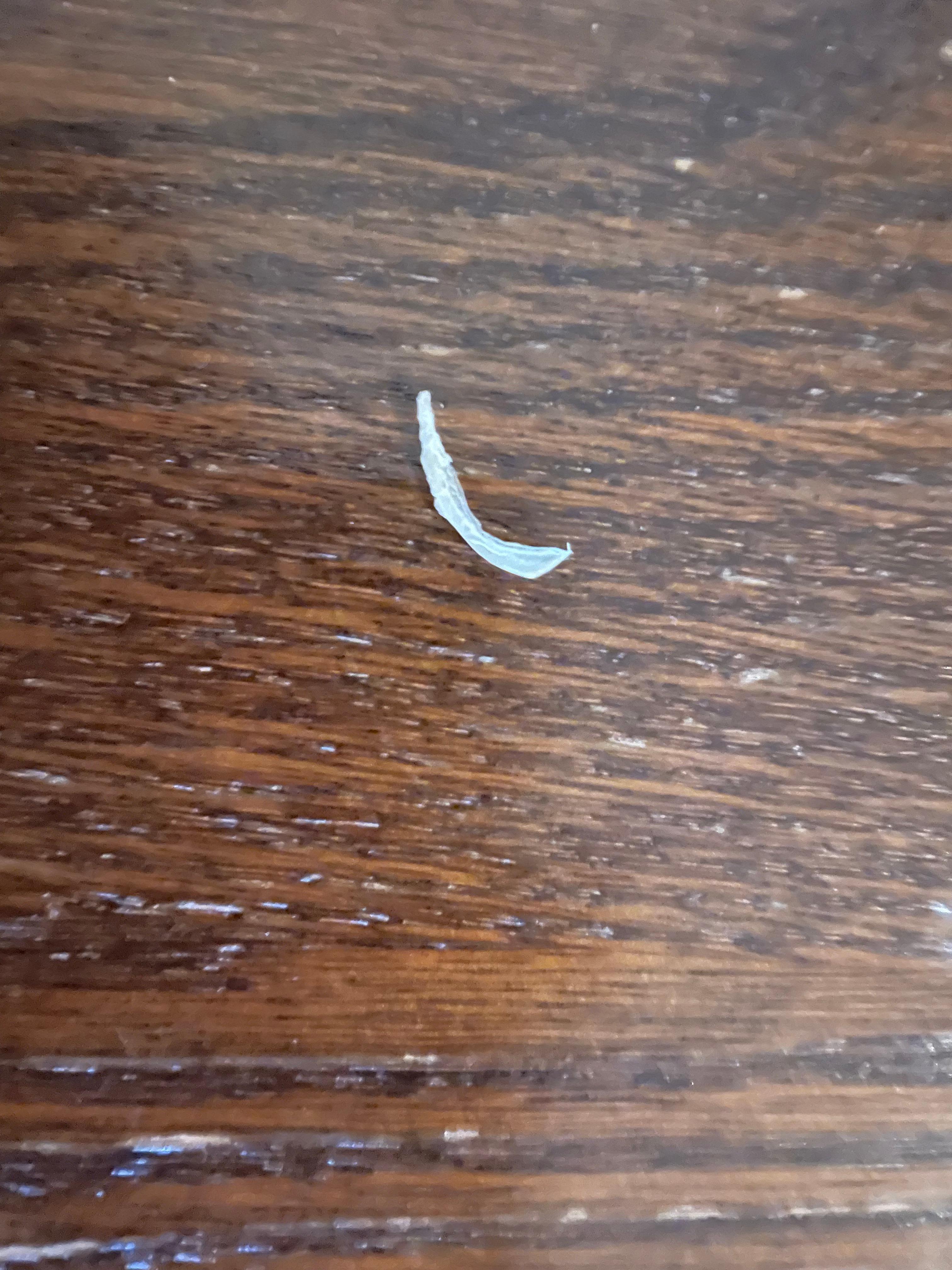 Toenail clipping found on carpet.