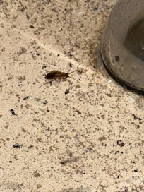 Roaches in bathroom