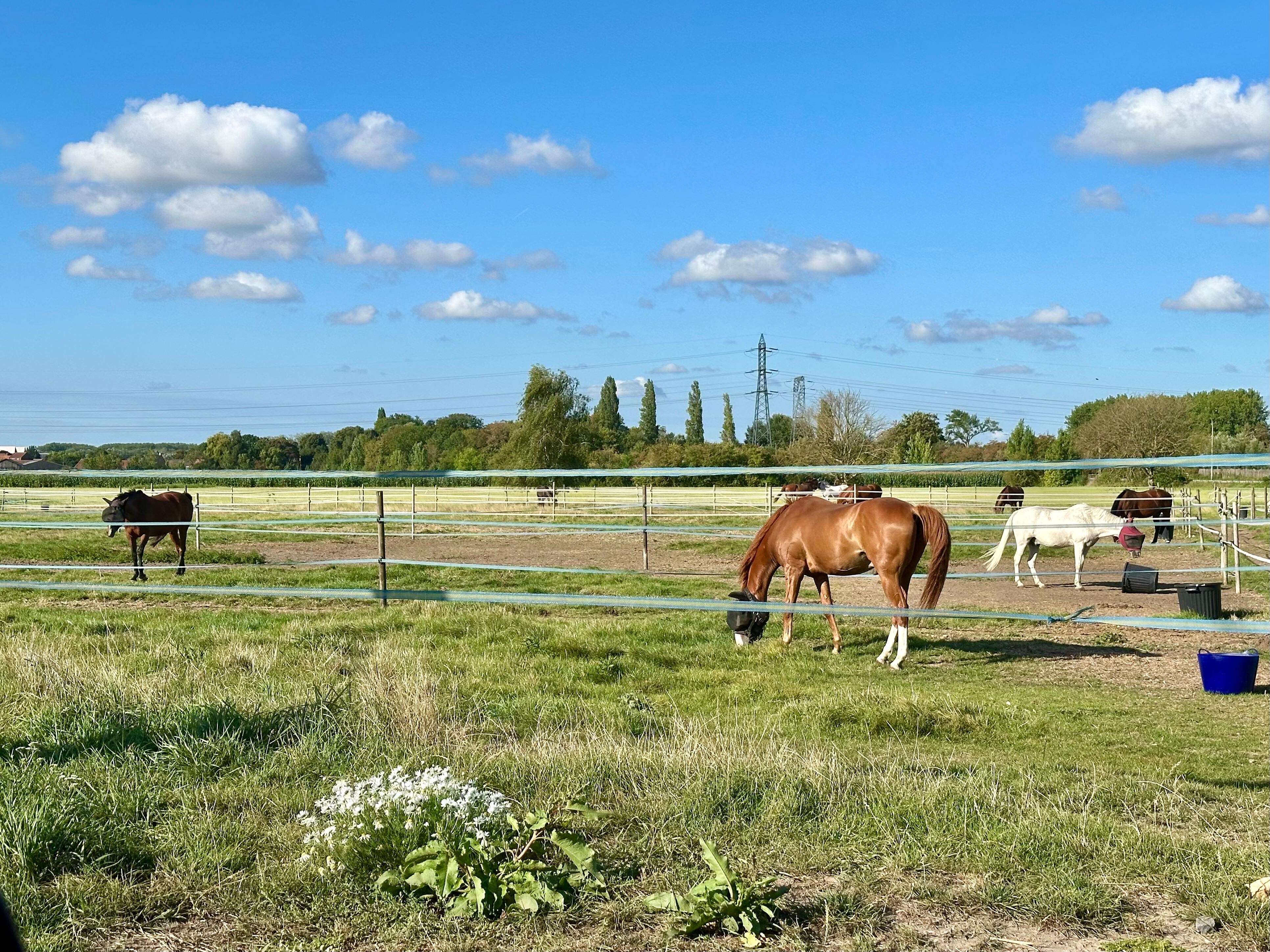 Next to horse stabkes. 