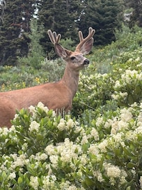 Mule deer buck