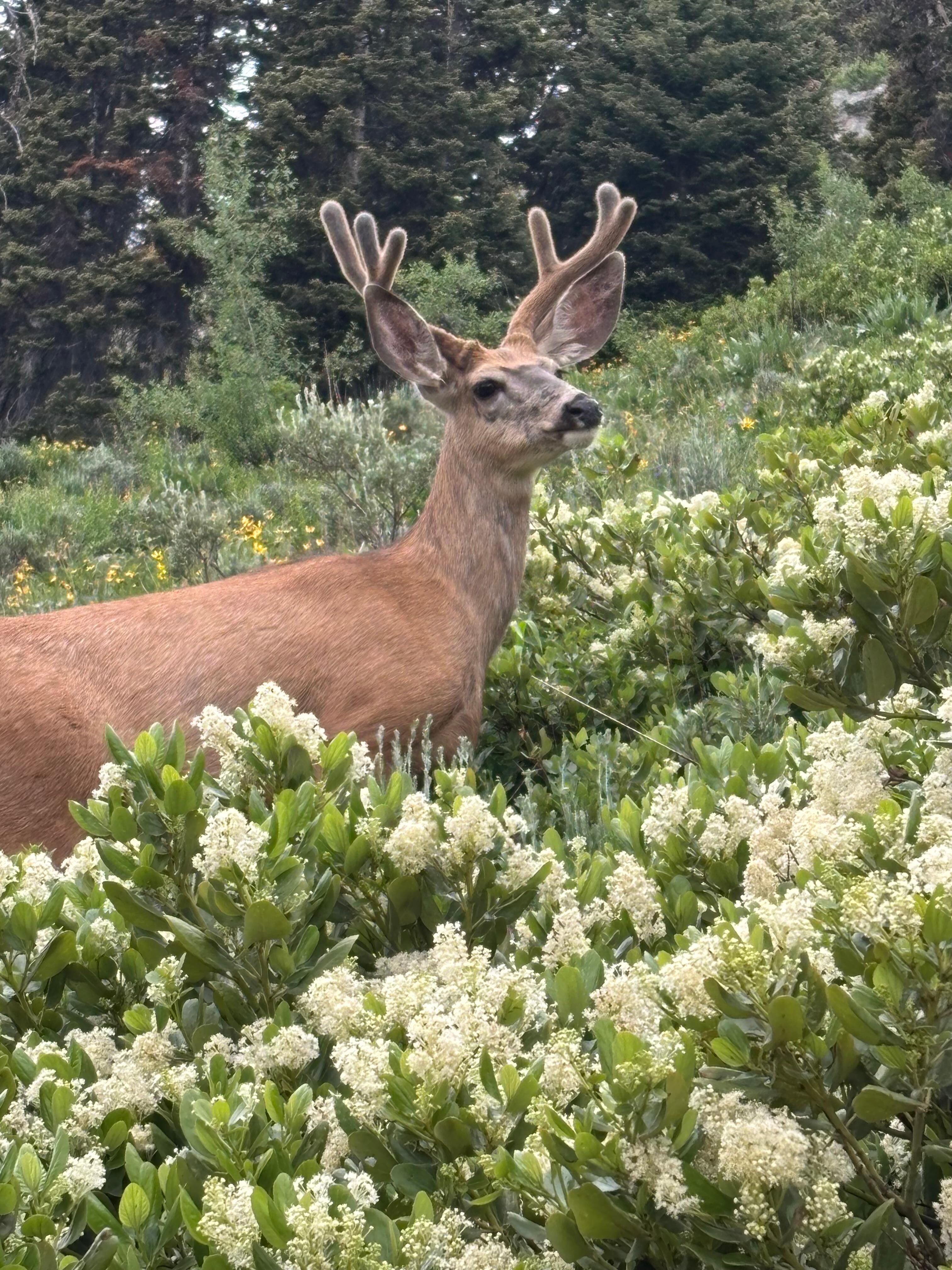 Mule deer buck