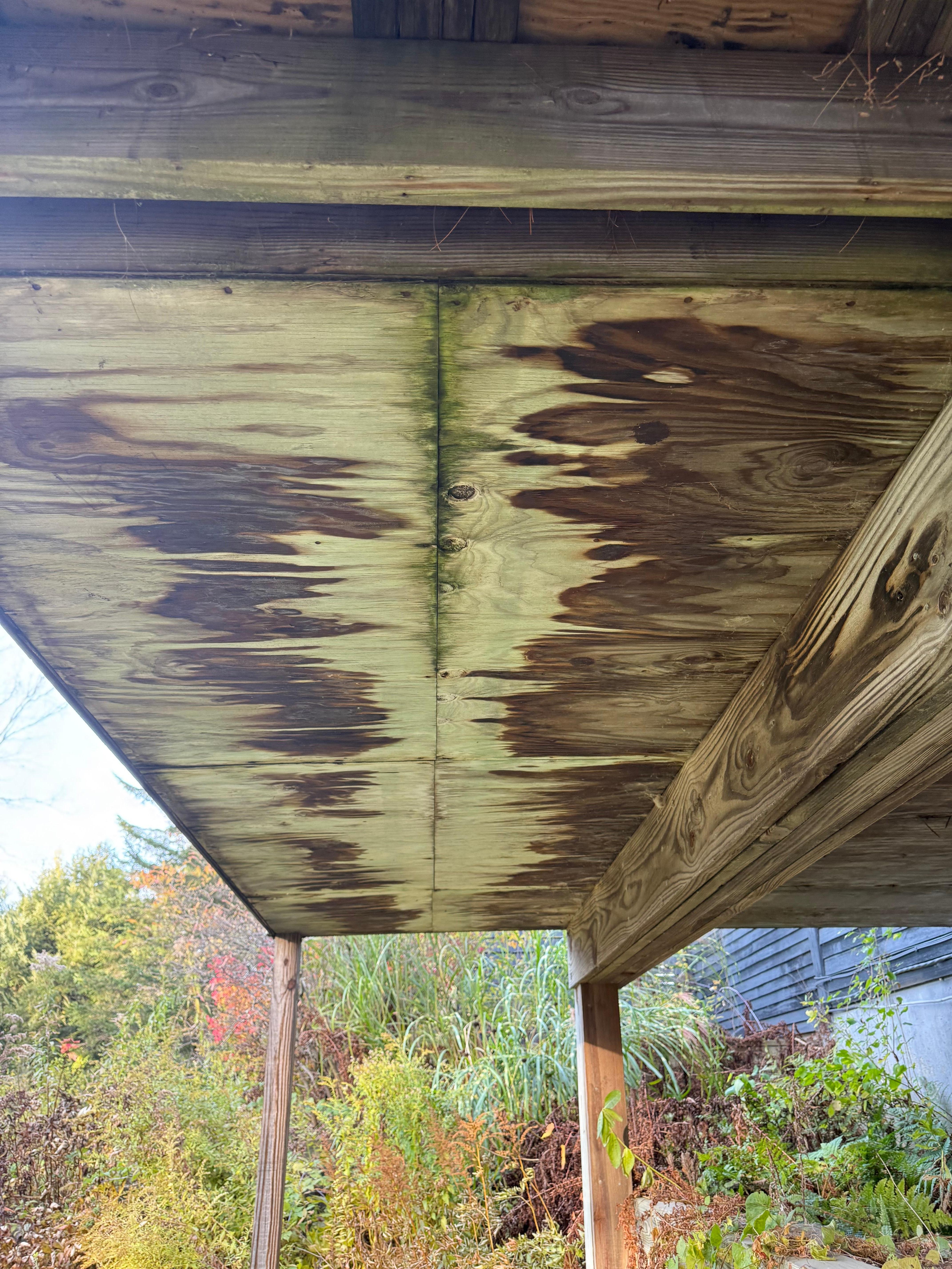 Rotting wood