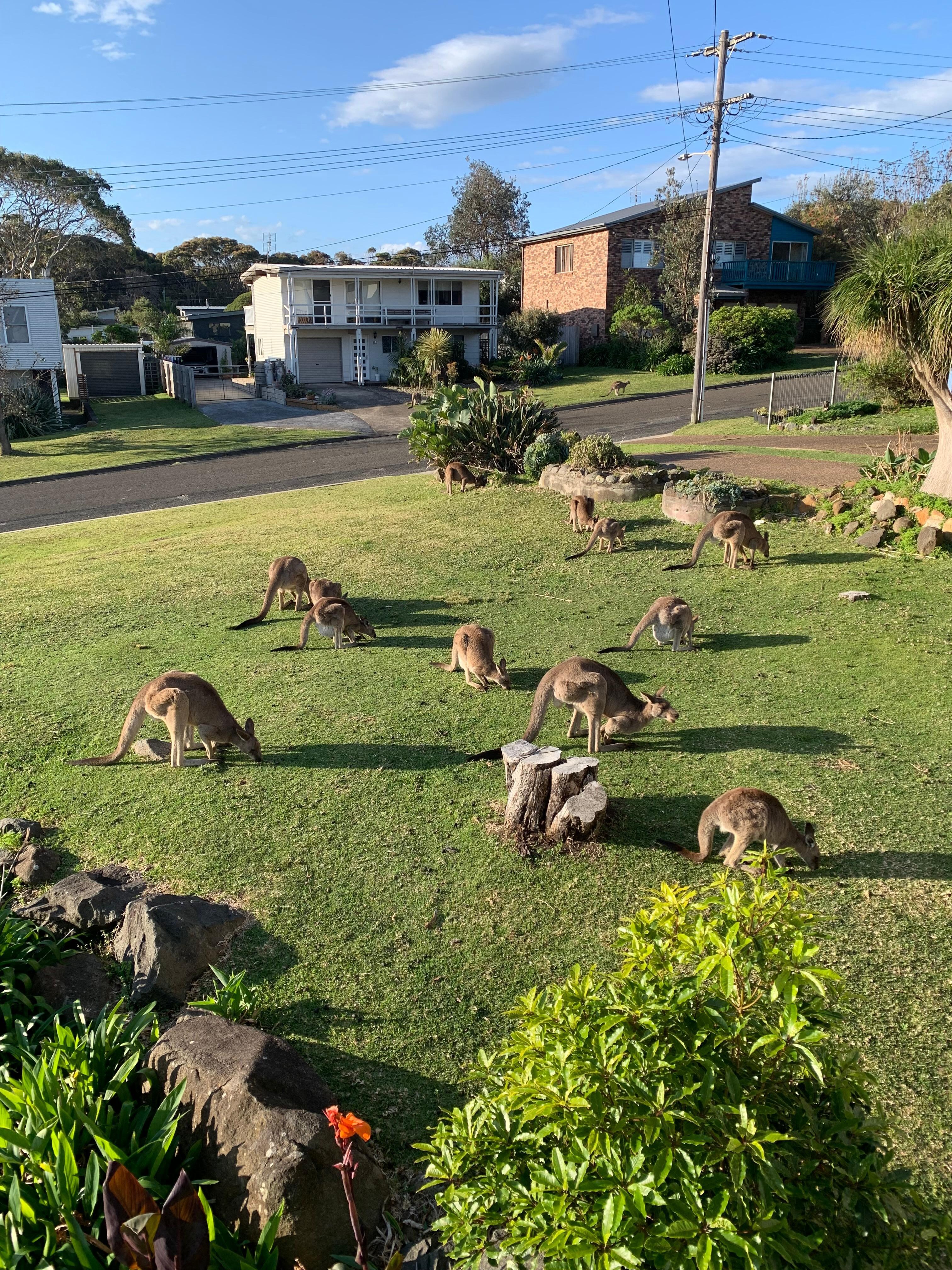 Kangaroos in the garden