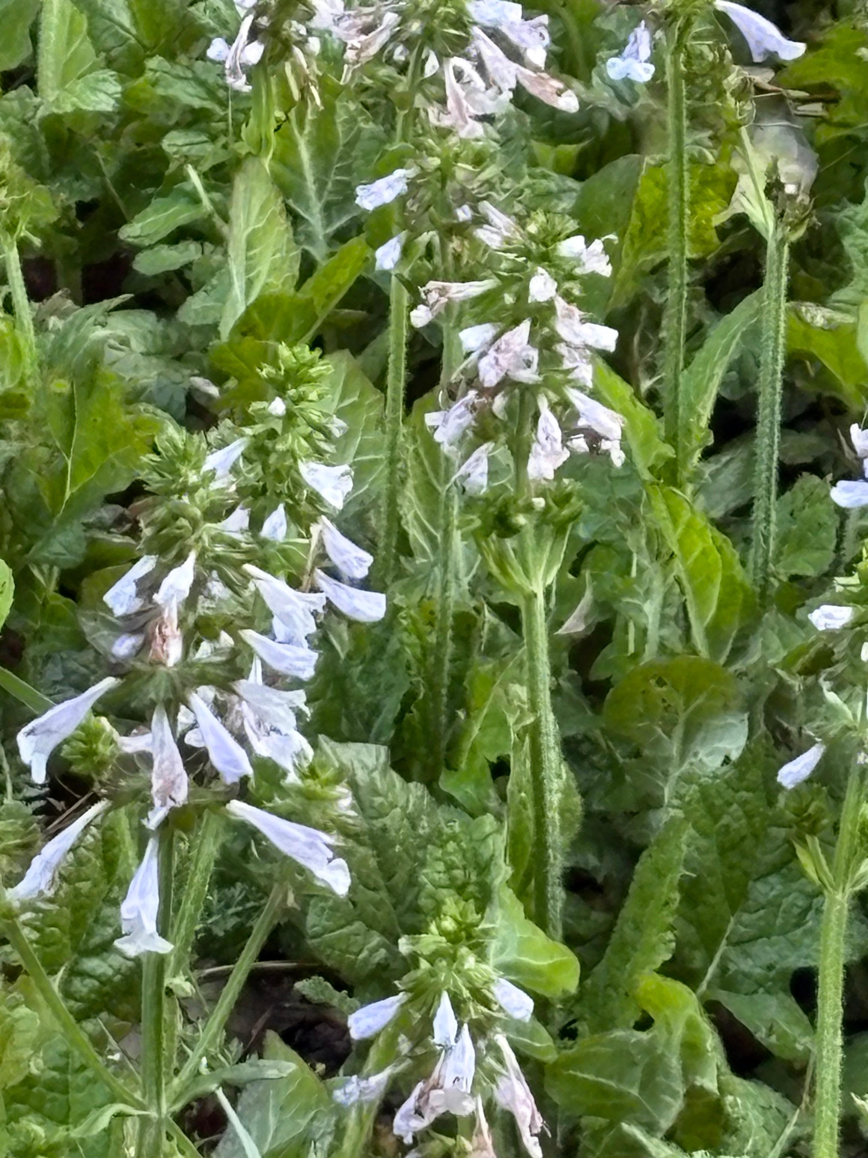Lyreleaf Sage was blooming in the hillside above the cabin