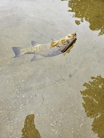 Caught this pretty fish. My husband let it go afterwards.