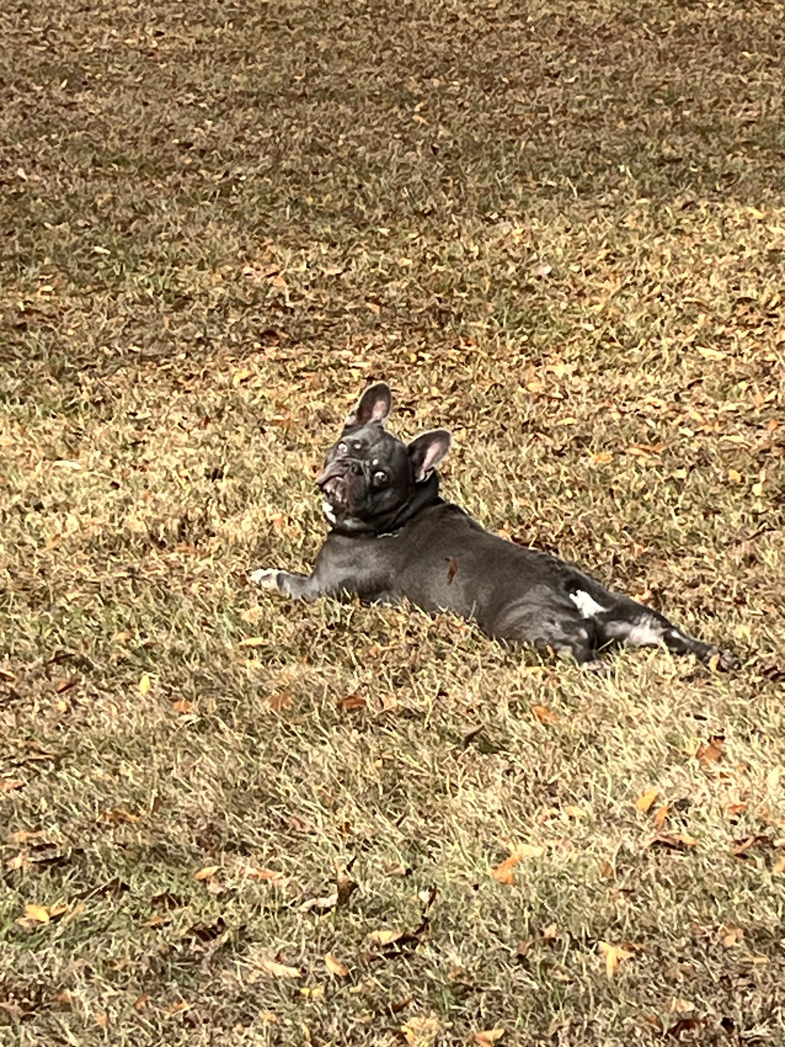 Louis enjoying the back yard