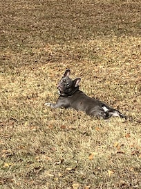 Louis enjoying the back yard