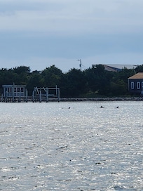 Dolphins playing at the end of the dock.