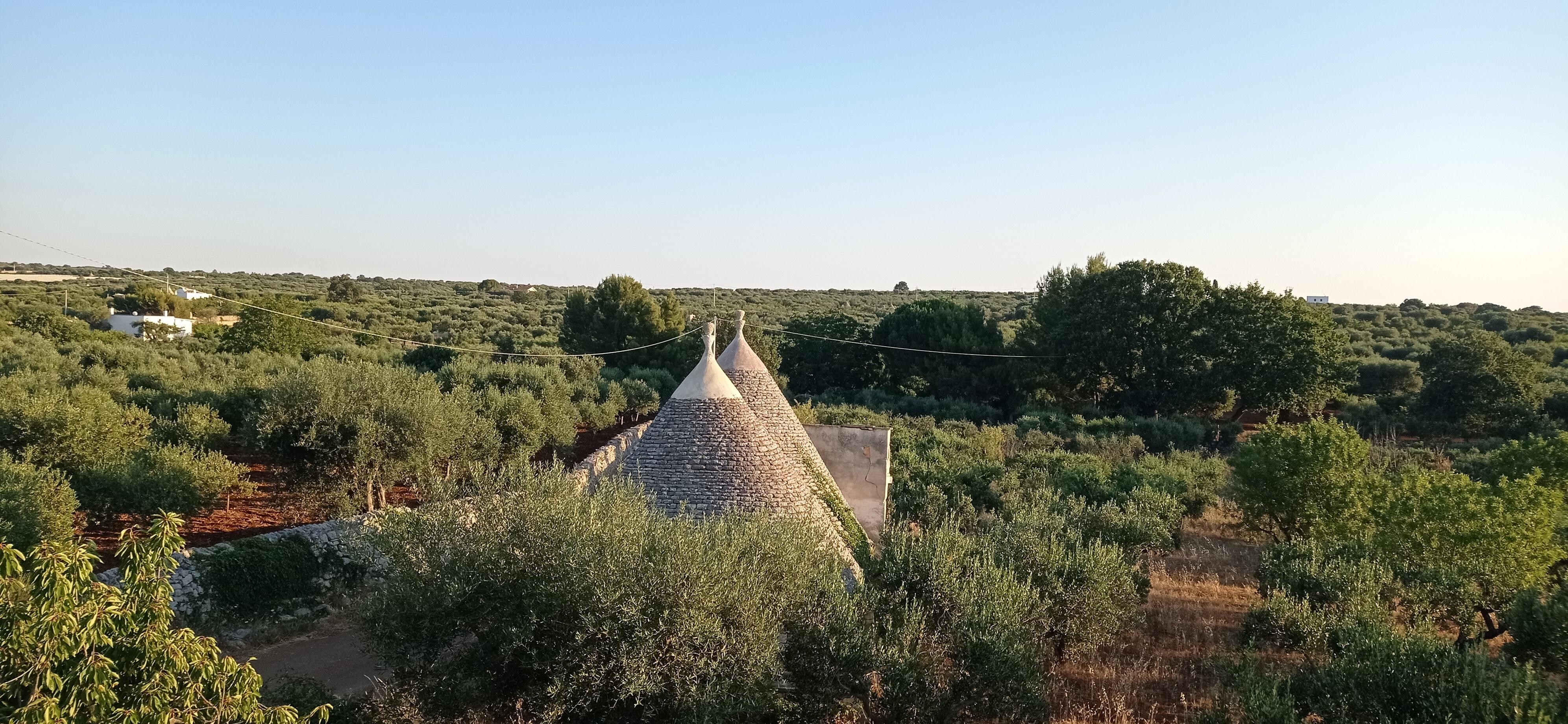 Vista desde la terraza del olivar y un "trullo" típico de la región 
