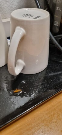 Side of cockroach to go with your tea