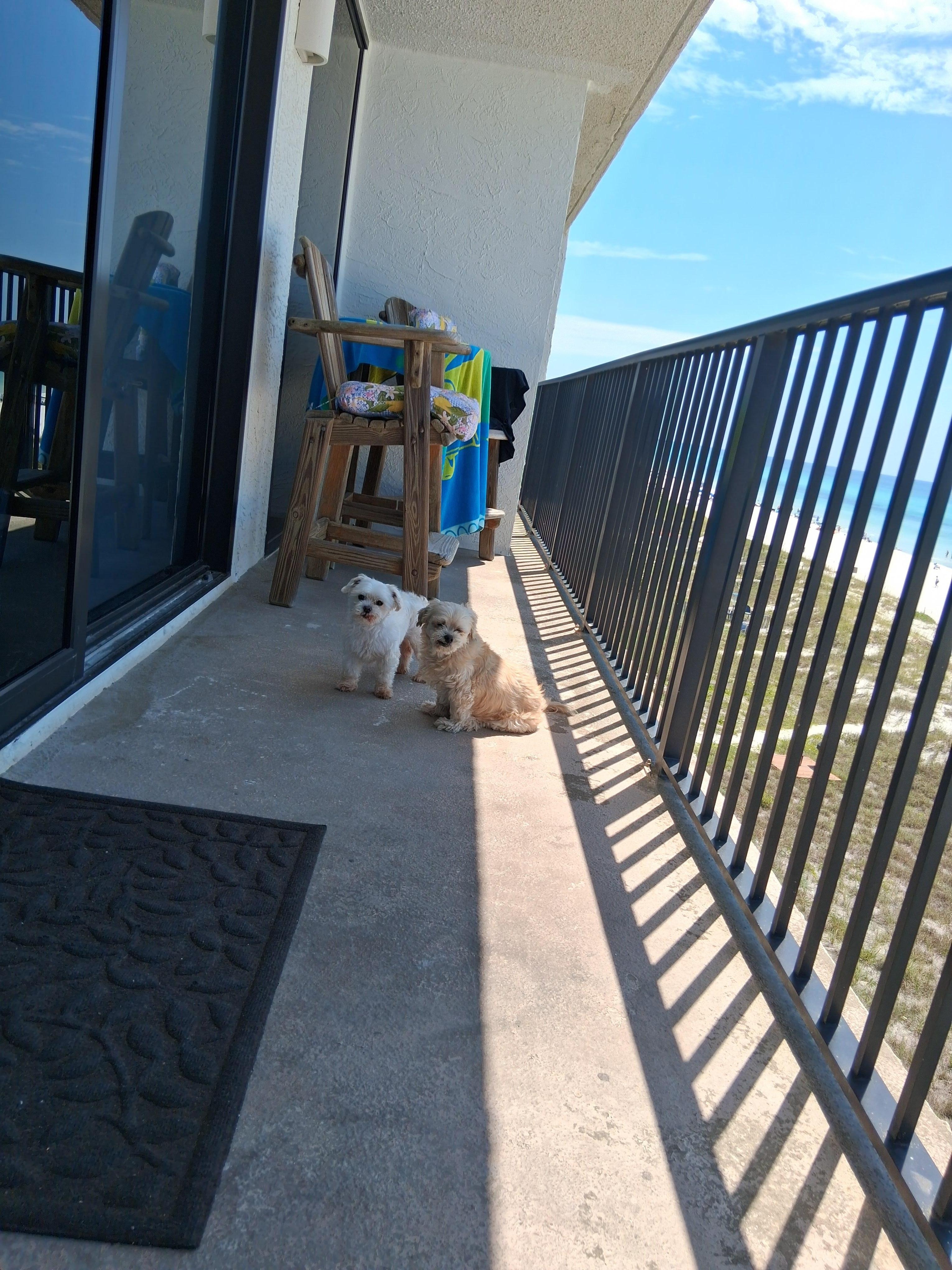 Sandie & Ollie enjoying the balcony