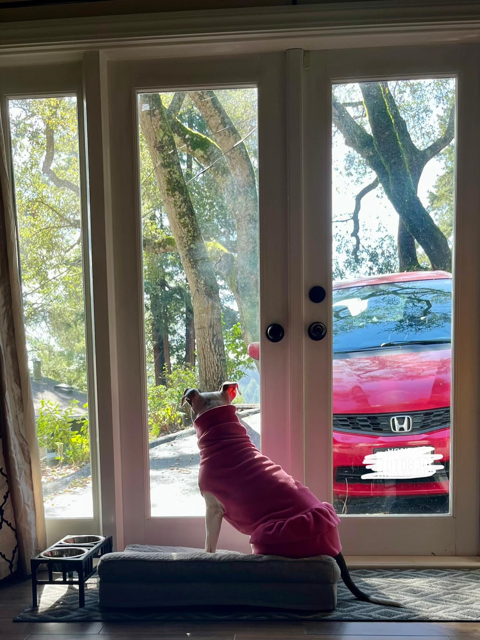 On paw patrol for squirrels among the redwoods. 