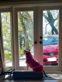 On paw patrol for squirrels among the redwoods.