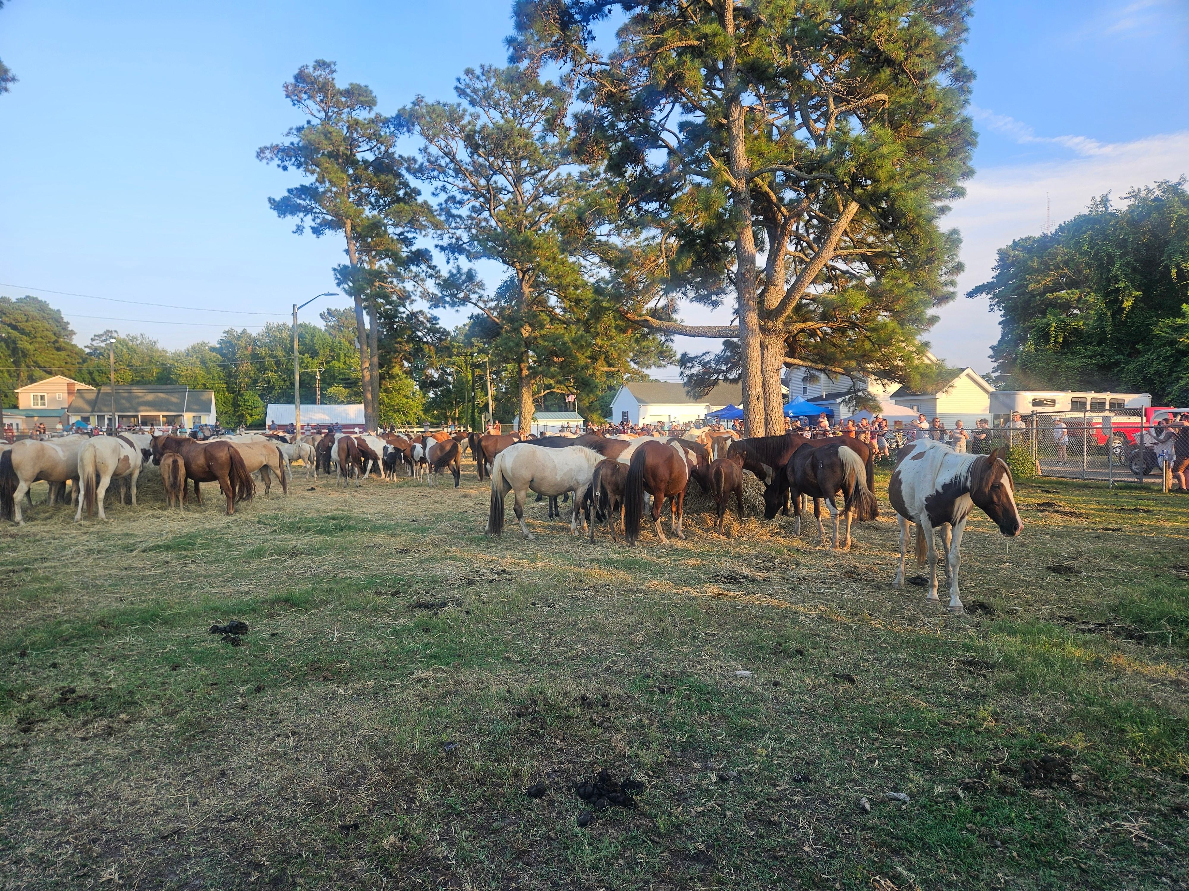 Ponies at the carnival grounds after the swim