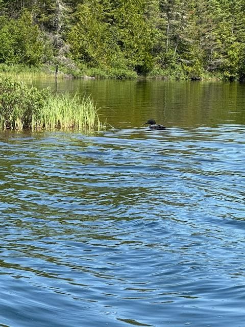 Had fun watching the loons.