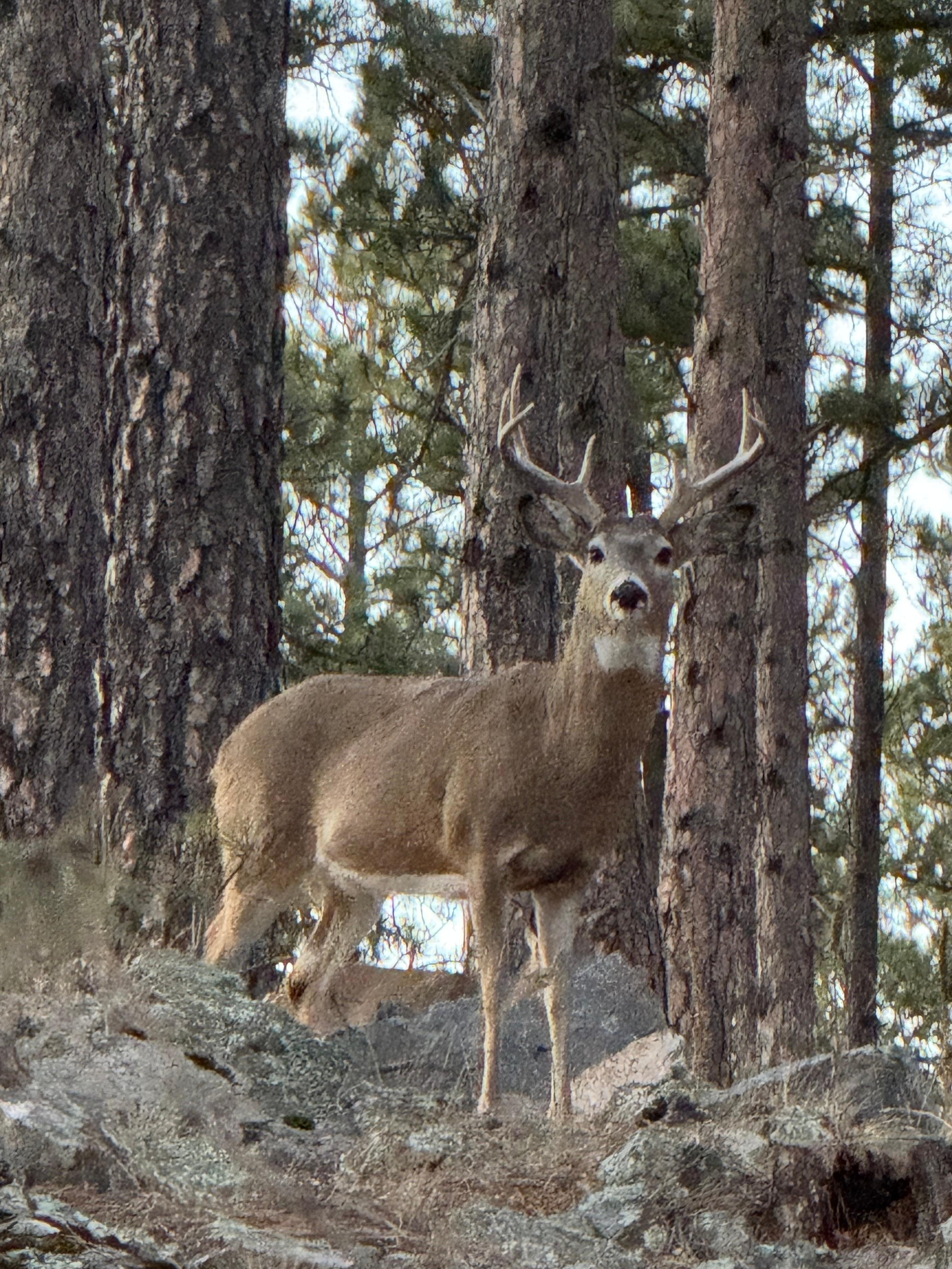 The bucks were very curious of us in the hot tub! They were stunning!!